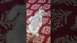 did you know?? 😹 #trending #shortvideo #shorts #youtubeshorts #kittenlove #kittenfunnyvideo