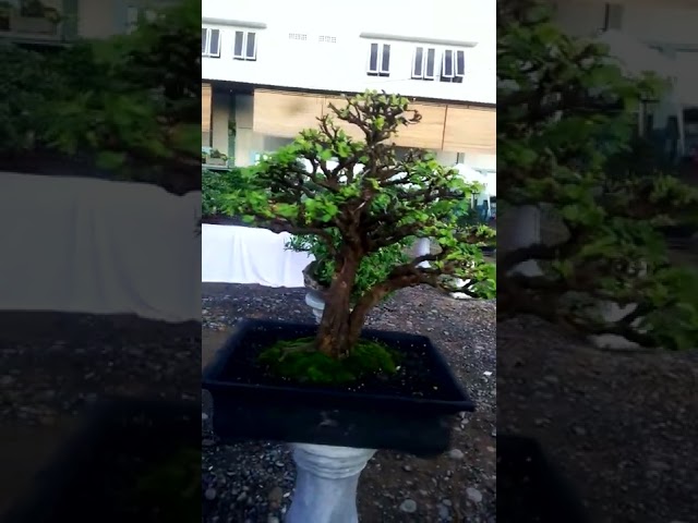 pagi yg cerah di pameran dan jemur bonsai tamboi(tamiang bonsai) class=