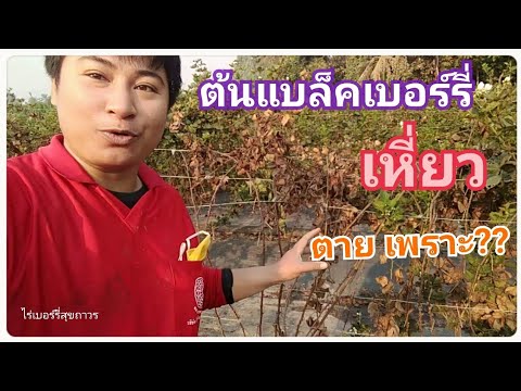 วีดีโอ: แบล็กเบอร์รี่ไม่ติดผล - ทำไมแบล็กเบอร์รี่บุชของคุณถึงไม่เติบโตเบอร์รี่