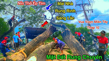 Cực Sốc Chấn Động Mặt Đất Rung Rinh Mái Nhà Cưa Cây Còng Siêu Khủng Vua Vượn Miền Tây Tháp 10