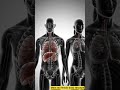 Human body structure in 3D visuals #facts #humanbody #shorts