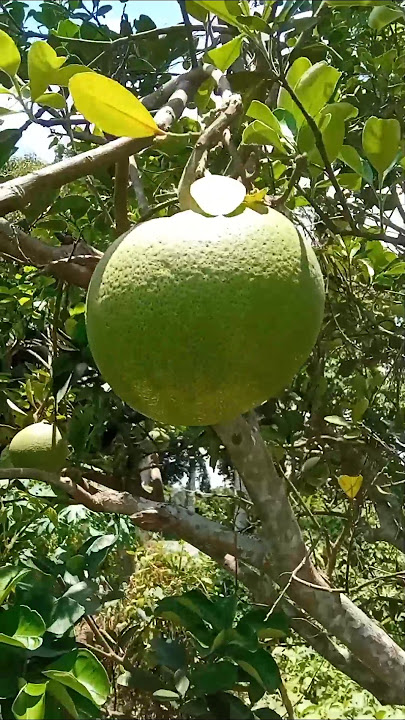 Batabi Lebu🙂🙂#shorts #shortvideo #youtubeshorts#gardening