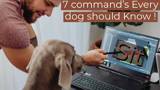 Dog command’s EVERY dog should know by Gods Creations Daily 59 views 1 year ago 3 minutes, 19 seconds