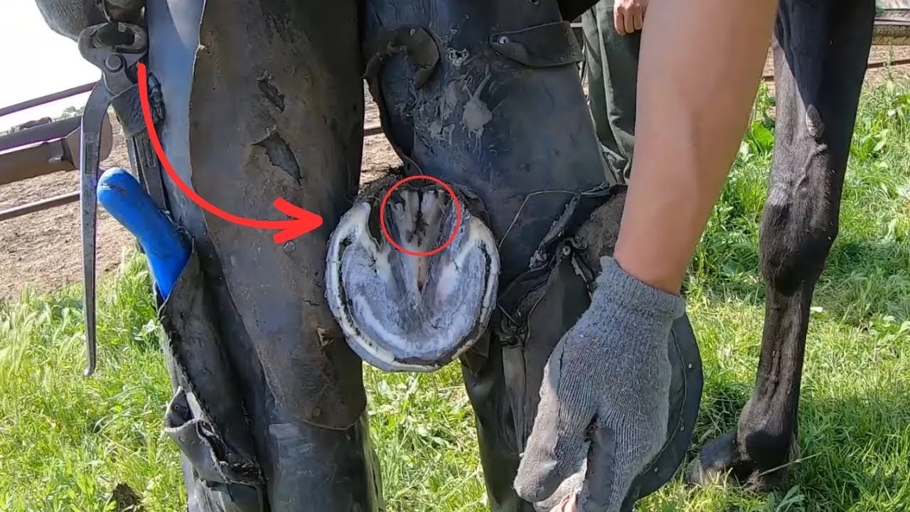 ✨ Precision Hoofwork: Farrier's Craftsmanship at Its Best!