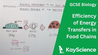Calculating Efficiency of Energy Transfers Food Chains - GCSE Biology | kayscience.com screenshot 4