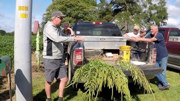 Palmer Amaranth Identification