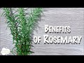 Benefits Of Rosemary