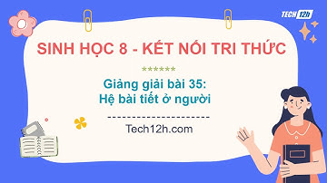 Giảng bài 35: Hệ bài tiết ở người người | Bài giảng Sinh học 8 Kết nối tri thức