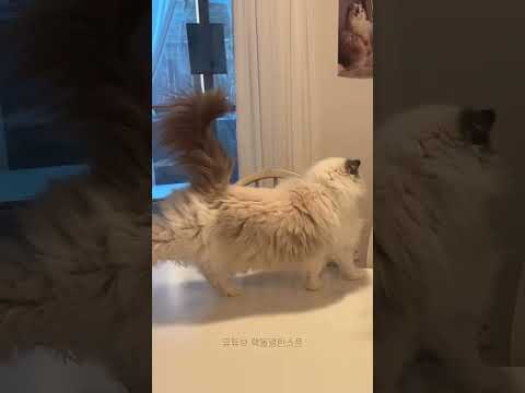 발레하는 마농이 보실래요?