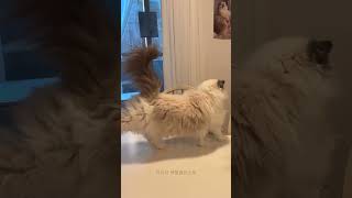 발레하는 마농이 보실래요?