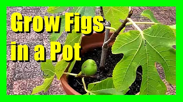 Growing Figs in Containers | Easy Fig Tree Care Tips