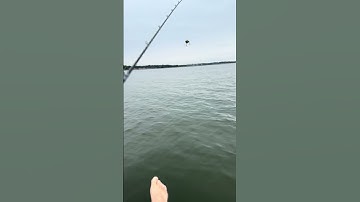 Love the Sound of a Metanium DC #sawgrassrods #shimano