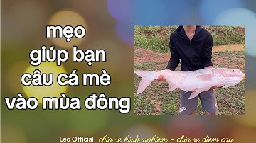 "Mẹo Câu Cá Mè Hiệu Quả Mùa Đông - Bí Kíp Không Thể Bỏ Qua!"