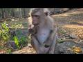 Beautiful Pregnant Monkey Sakani Eats Mango🐒💕💖