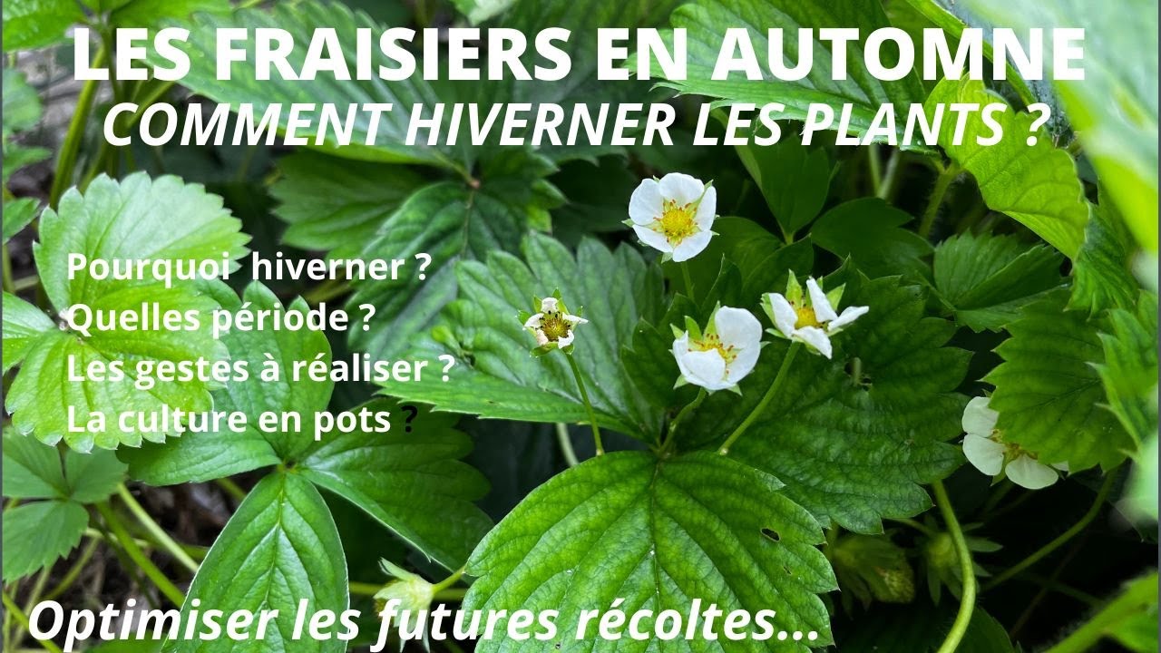 Comment entretenir les fraisiers en Automne. L'hivernage des plants.