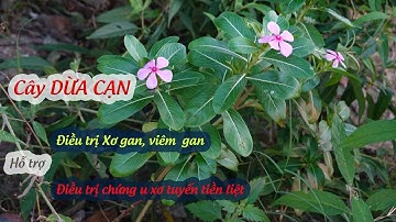 DỪA CẠN | vị thuốc điều trị UNG THƯ | Dược liệu nhiệt đới
