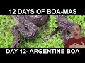 12 Days of BOA MAS Day 12: Argentine Boa