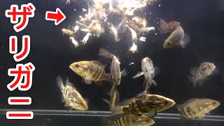 絶滅危惧種 オヤニラミが関東に オヤニラミってどんな魚 Momoブログ 絶滅危惧種 オヤニラミが関東に オヤニラミってどんな魚 Momoブログ