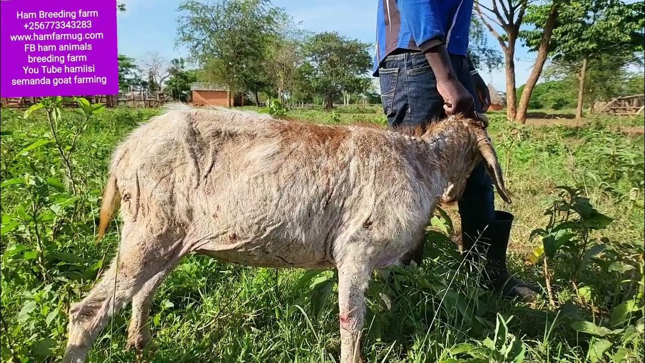 goats-worms-mange-goats-diseases-the-cause-and-treatment-youtube