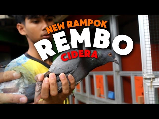 PLAYER NEW RAMPOK CIDERA❗ class=