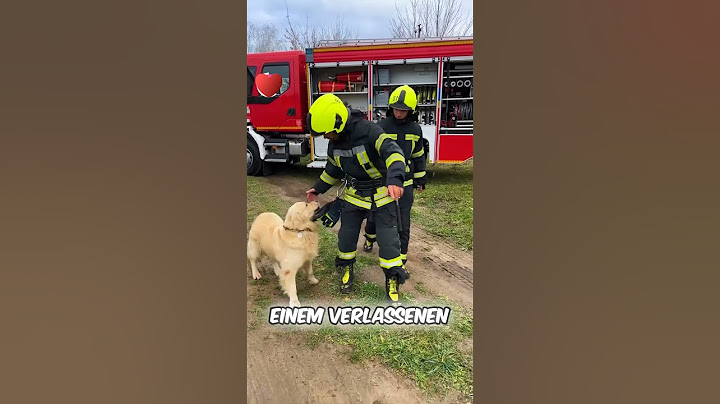 Mutiger Hund rettet ihre Welpen! 🐶❤️
