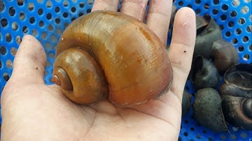 CÁCH NHẬN BIẾT ỐC  BƯƠU VÀNG VÀ BƯƠU ĐEN