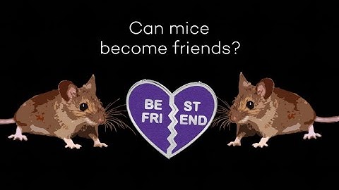 Can mice be friends?