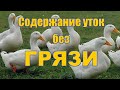 Выращивание уток в закрытых вольерах. КАК ИЗБАВИТЬСЯ ОТ ГРЯЗИ ПРИ СОДЕРЖАНИИ УТЯТ.Утки, муларды.