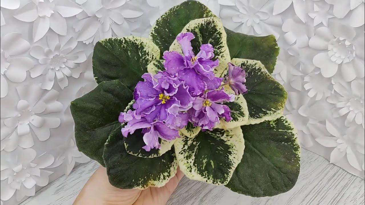 Фиалка НД-Остров Мечты - YouTube