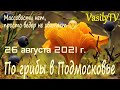 🌳По грибы в Подмосковье 26 августа 2021 г 🌳Массовости нет, просто ведер не хватает😉