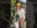 コバエ対策動画🪰🪴#観葉植物 #花屋 #plants #コバエ