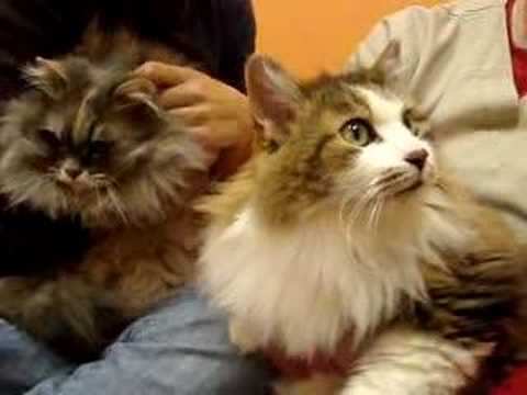 Marquette County Humane Society-Maine Coons for ad...