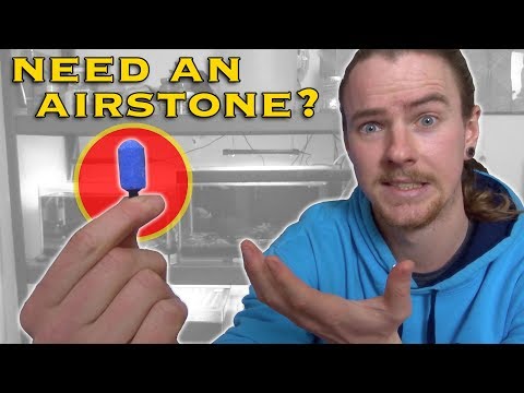 Do You Need an Airstone in Your Filter?