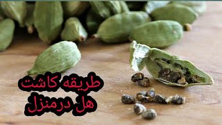 طریقه کاشت هل سبز در منزل