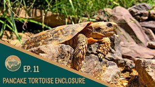 EP11: Ultimate Pancake Tortoise Enclosure!