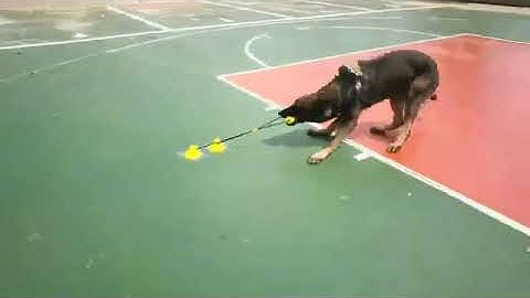 Mikeypet® Interactive Dog Chew Toy with Double Suction Cup,  Corn Molar Stick for Dog