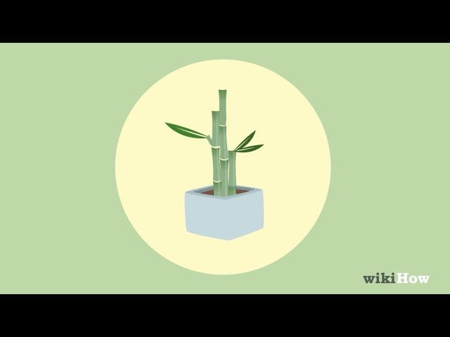 How to Grow Bamboo (with Pictures) - wikiHow