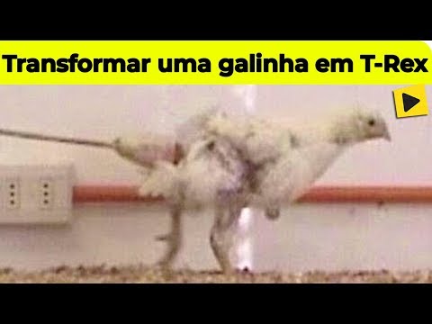 Vídeo: Um Dinossauro Pode Ser Gerado A Partir De Uma Galinha - Visão Alternativa