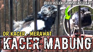 JANGAN SALAH !! MERAWAT KACER MABUNG | DR KACER