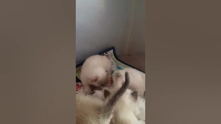 Video 1359521: siamese balinese, balinese kittens
