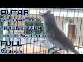 Trucukan muda Gacor Suara Nantang Lawan Bikin Emosi || Suara Burung Trucukan Muda Gacor Ropel !!