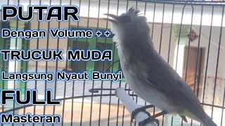 Trucukan muda Gacor Suara Nantang Lawan Bikin Emosi || Suara Burung Trucukan Muda Gacor Ropel !!