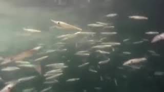 cannibalism squid