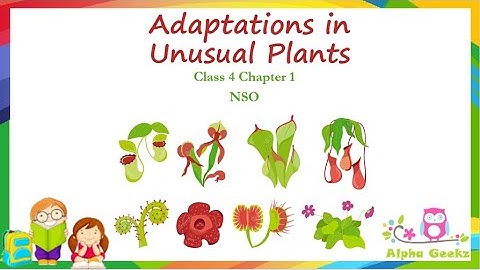 Adaptations in Unusual Plants - Module 2.9 (Chapter 1 - Olympiad Class 4 Science)