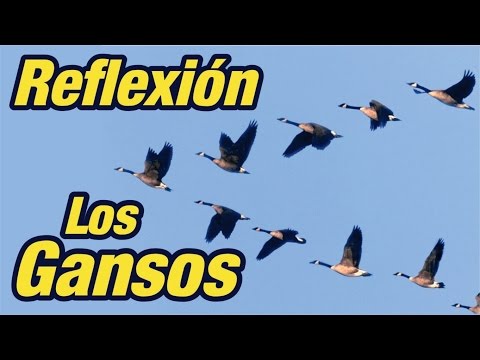 Video: ¿Pueden volar las gaviotas adolescentes?