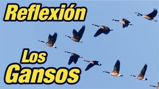 El Vuelo De Los Gansos - Reflexión Sobre El Trabajo En Equipo