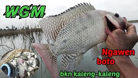WGM terkini ‼️ Bukan spot VIRAL,,‼️ Hasilnya bukan KALENG2,,!!#wgmterbaru #fishing 