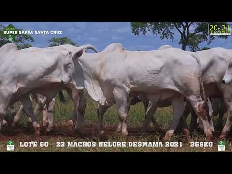 LOTE 050 MACHOS NELORE  DESMAMA