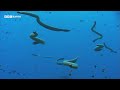 Highly Venomous Sea Snakes Hunt in Huge Group | 20 Years of Planet Earth | BBC Earth