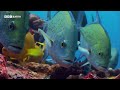Highly Venomous Sea Snakes Hunt in Huge Group | 20 Years of Planet Earth | BBC Earth
